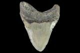 Fossil Megalodon Tooth - North Carolina #92441-2